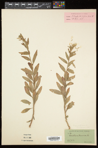 Oenothera parviflora image