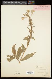 Oenothera parviflora image