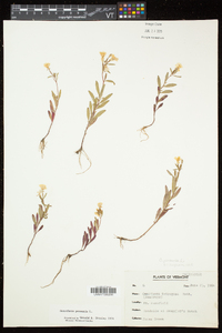 Oenothera perennis image