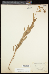 Oenothera perennis image