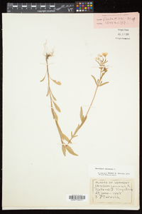 Oenothera perennis image