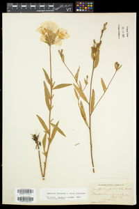 Oenothera fruticosa subsp. fruticosa image