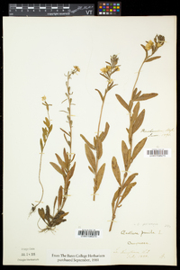 Oenothera perennis image