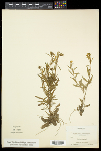 Oenothera perennis image