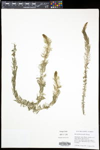 Myriophyllum farwellii image