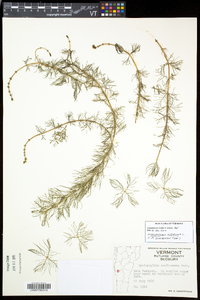 Myriophyllum sibiricum image