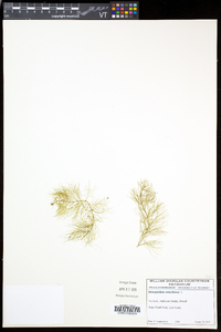 Myriophyllum verticillatum image