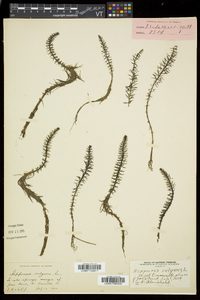 Hippuris vulgaris image