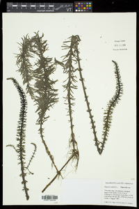 Hippuris vulgaris image