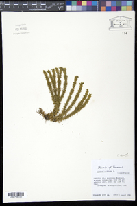 Lycopodium selago image