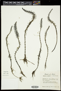 Hippuris vulgaris image