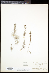 Myriophyllum humile image