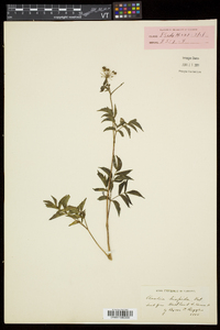 Aralia hispida image