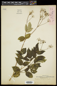 Aralia hispida image