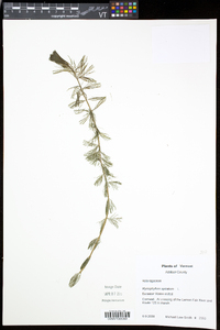 Myriophyllum spicatum image