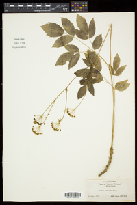 Aralia hispida image