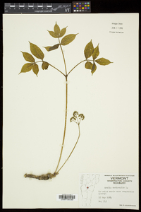 Aralia nudicaulis image