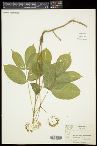 Aralia nudicaulis image