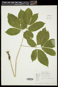 Aralia nudicaulis image