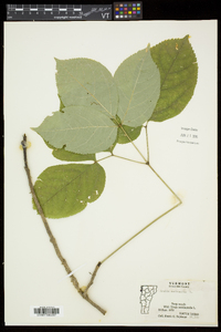 Aralia nudicaulis image