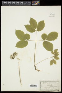 Aralia nudicaulis image