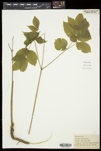 Aralia nudicaulis image