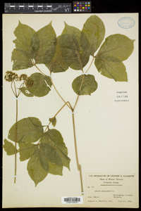 Aralia nudicaulis image