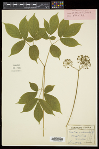 Aralia nudicaulis image