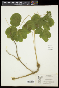 Aralia nudicaulis image