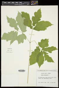 Aralia nudicaulis image