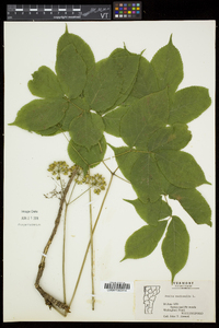 Aralia nudicaulis image