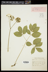 Aralia nudicaulis image