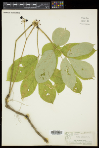 Aralia nudicaulis image