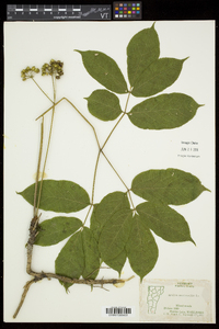 Aralia nudicaulis image