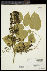 Aralia racemosa image