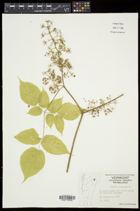 Aralia racemosa subsp. racemosa image