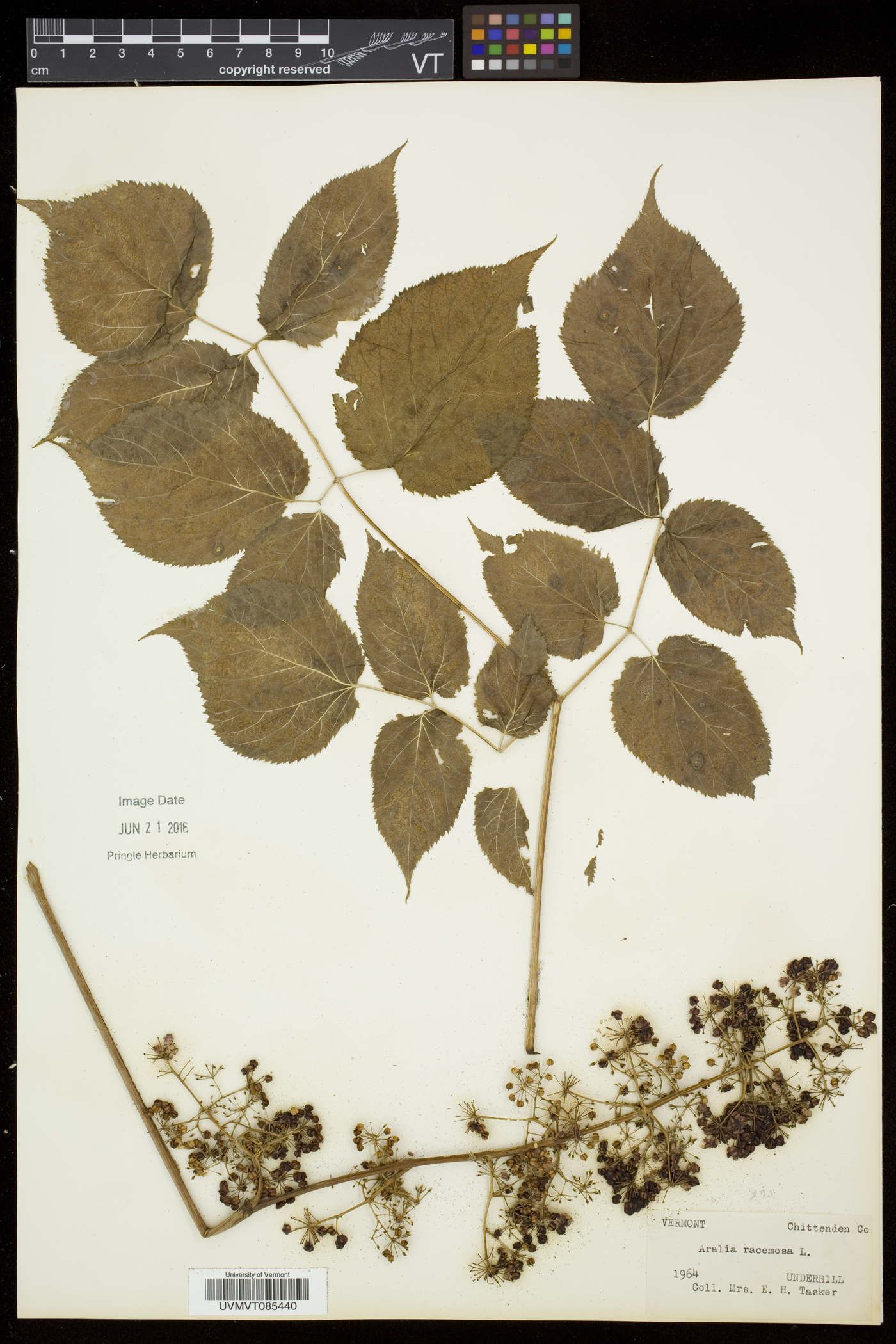 Aralia racemosa subsp. racemosa image