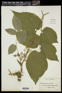 Aralia racemosa subsp. racemosa image