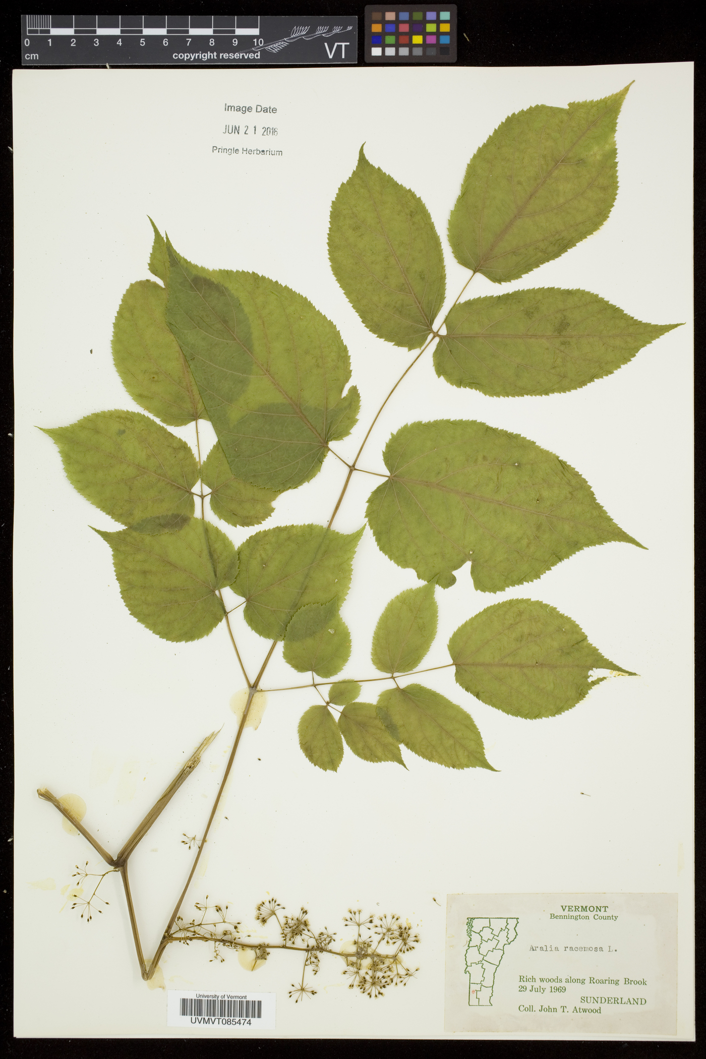 Aralia racemosa subsp. racemosa image