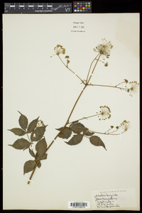 Aralia hispida image