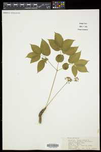 Aralia nudicaulis image