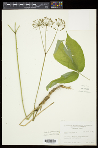 Aralia nudicaulis image