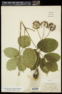 Aralia nudicaulis image