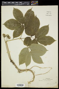 Aralia nudicaulis image