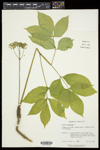 Aralia nudicaulis image