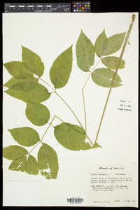 Aralia nudicaulis image