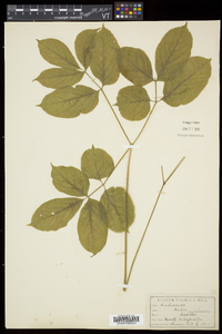 Aralia nudicaulis image