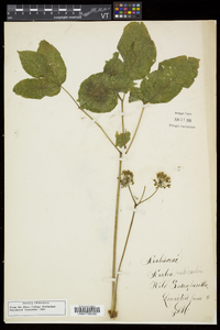 Aralia nudicaulis image