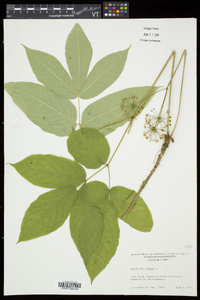 Aralia nudicaulis image