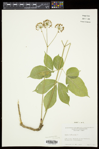 Aralia nudicaulis image